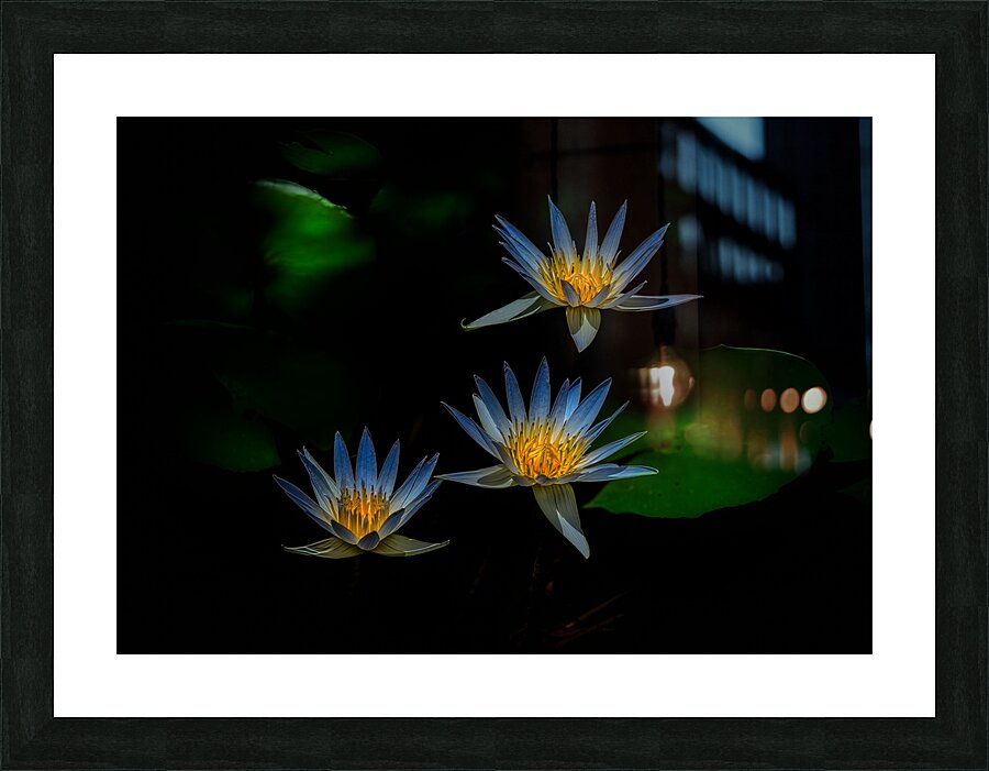 *FLO 00469 Picture Frame print