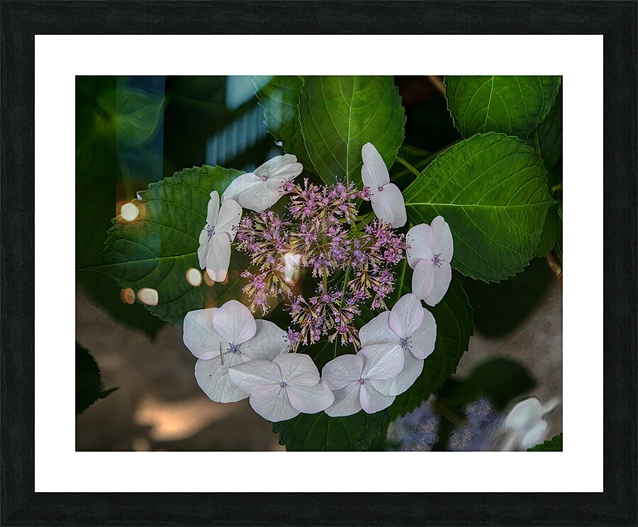 FLO 01773 Picture Frame print