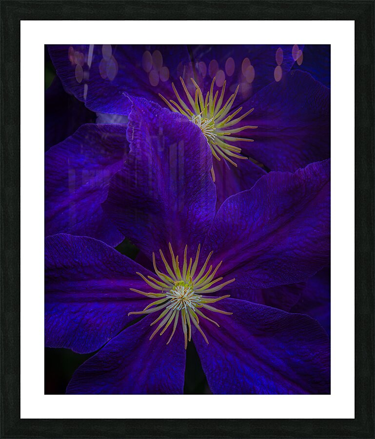 FLO 01780 Picture Frame print