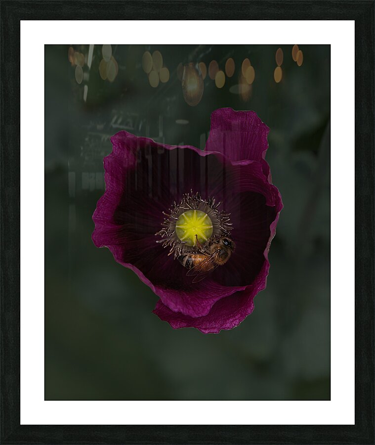 FLO 01799 Picture Frame print