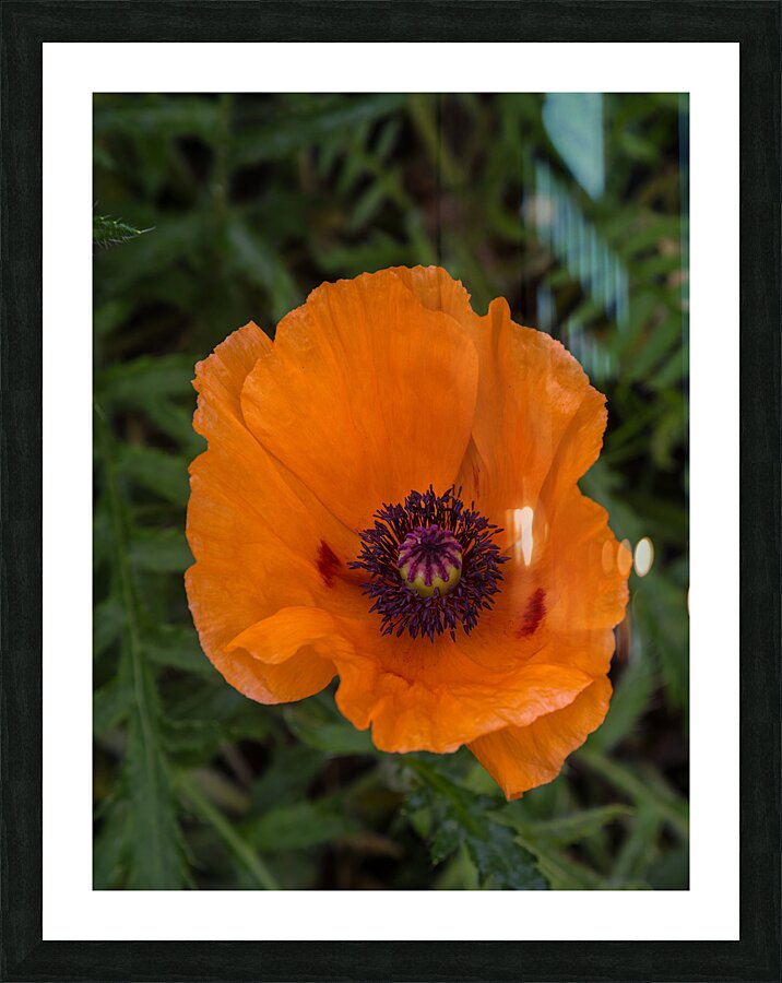 FLO 01808 Picture Frame print