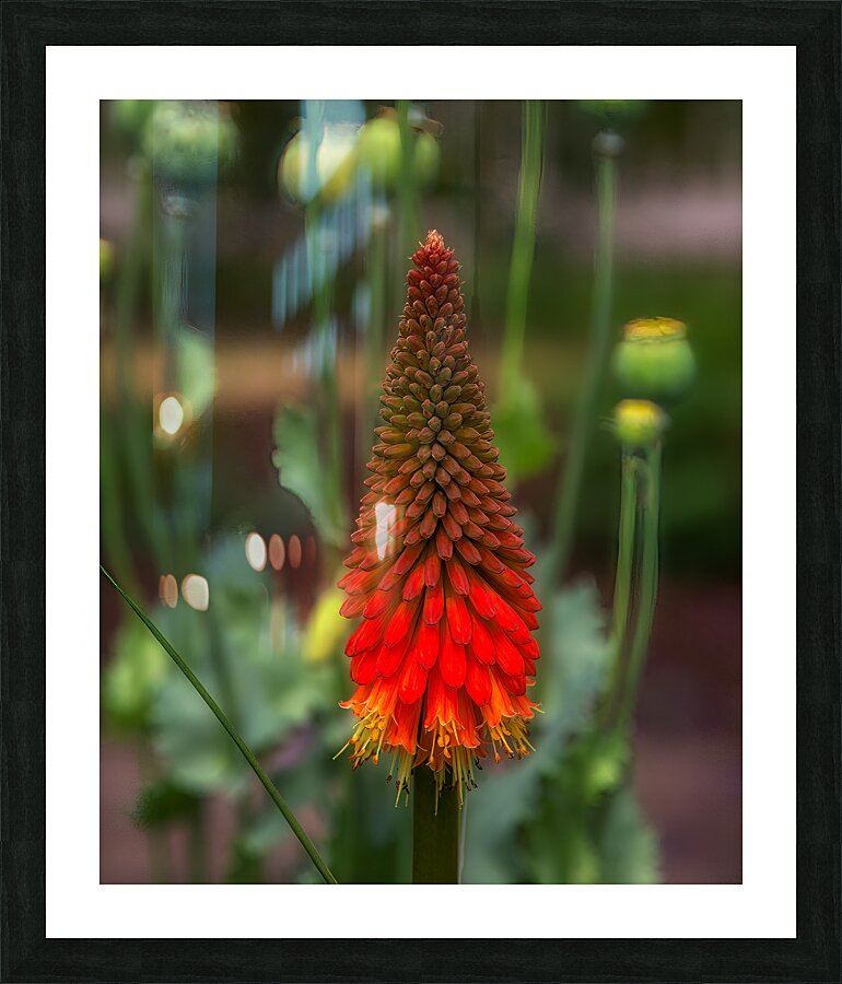 FLO 01800 Picture Frame print