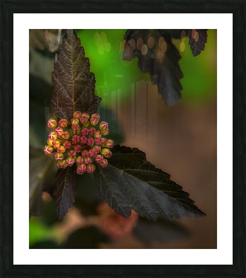 FLO 01769 Picture Frame print