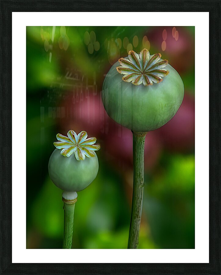 FLO 01788 Picture Frame print