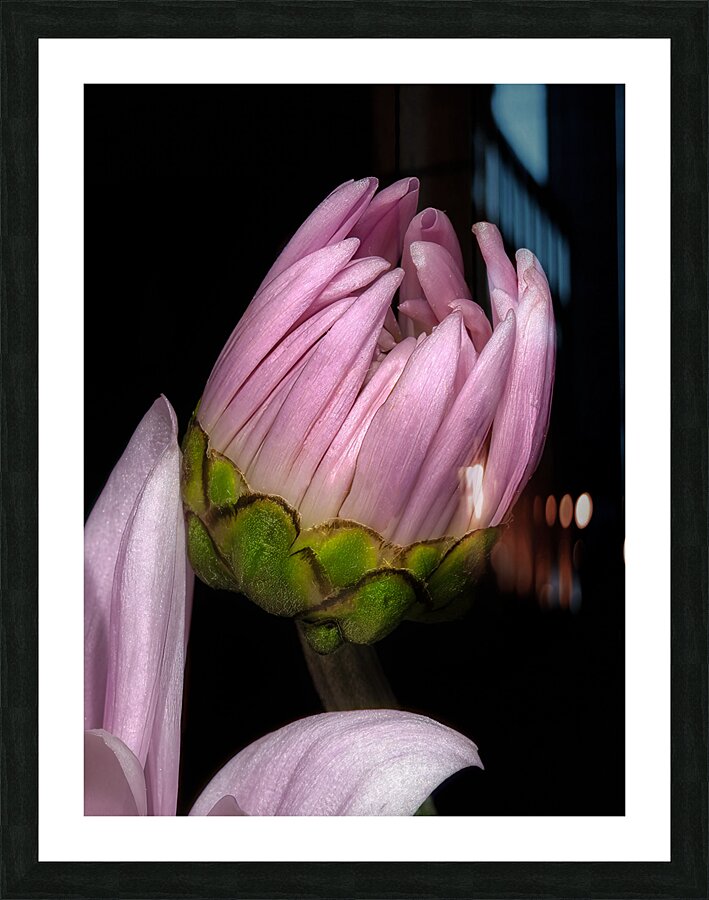 FLO 01766 Picture Frame print