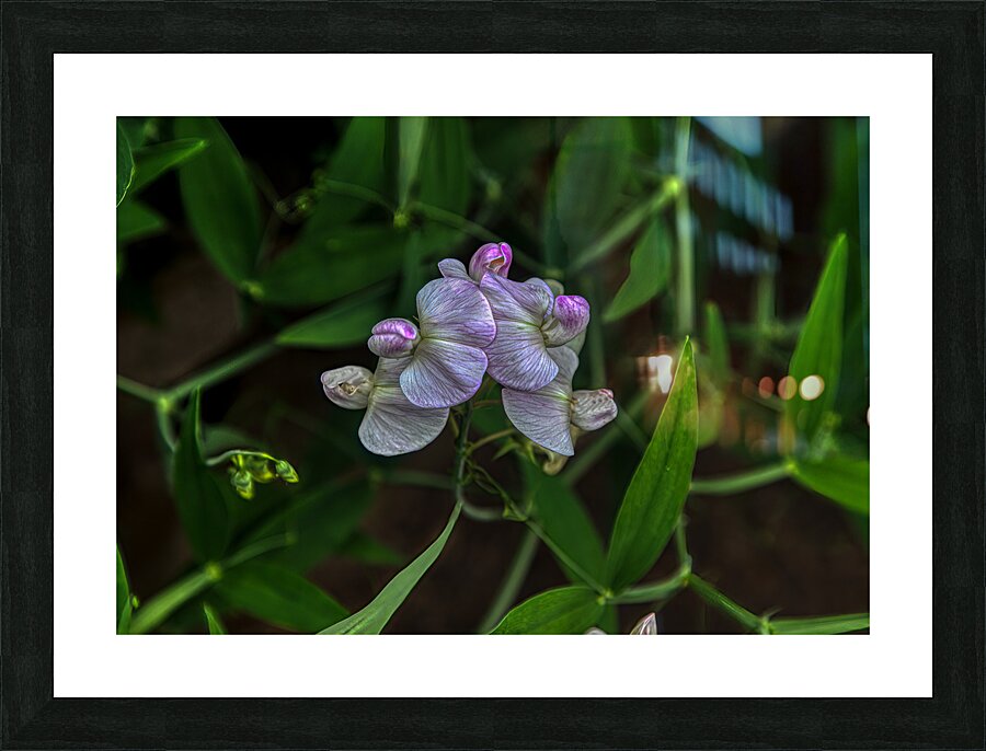 FLO 01778 Picture Frame print