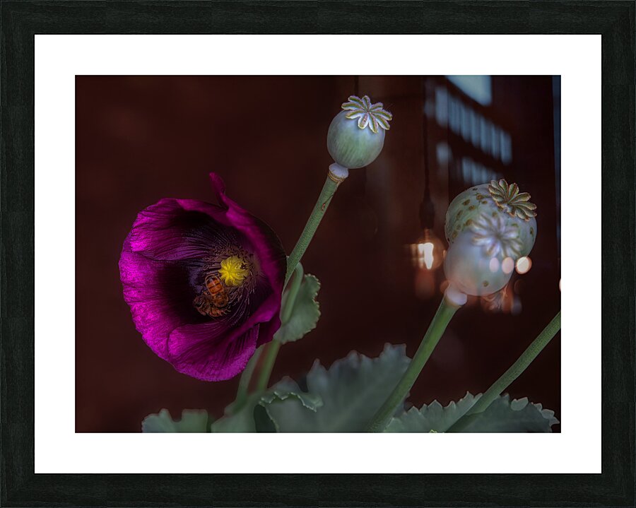 FLO 01789 Picture Frame print