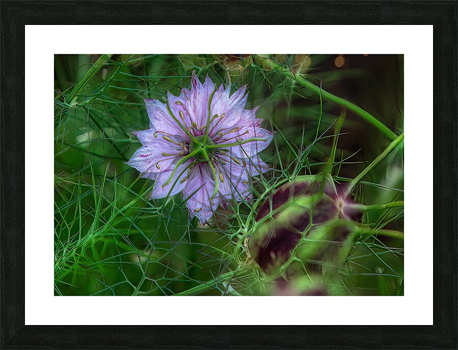 FLO 01784 Picture Frame print