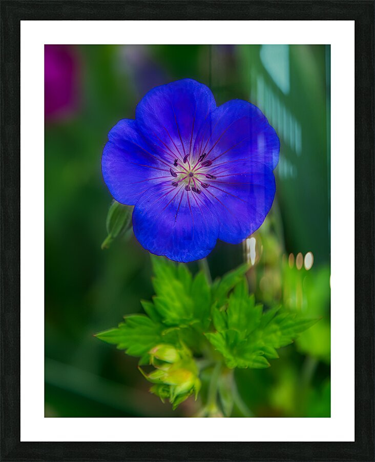 FLO 01775 Picture Frame print