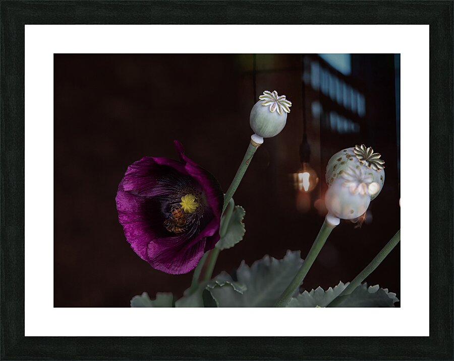 FLO 01790 Picture Frame print