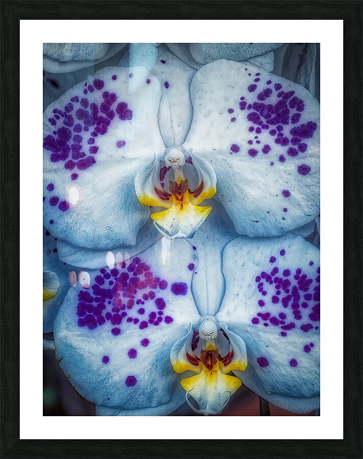 FLO 01813 Picture Frame print