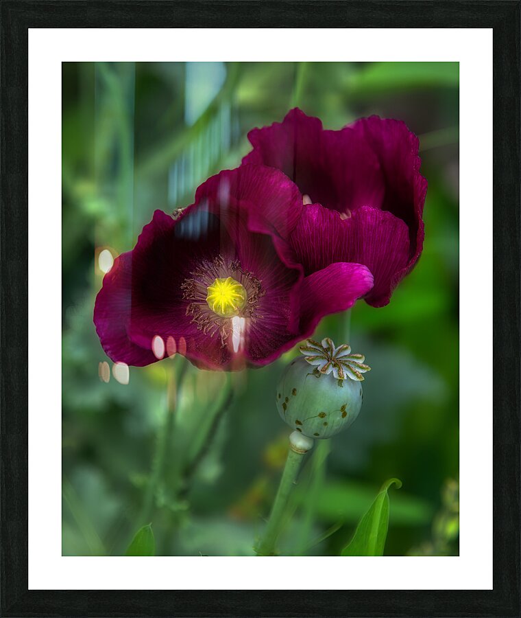 FLO 01779 Picture Frame print