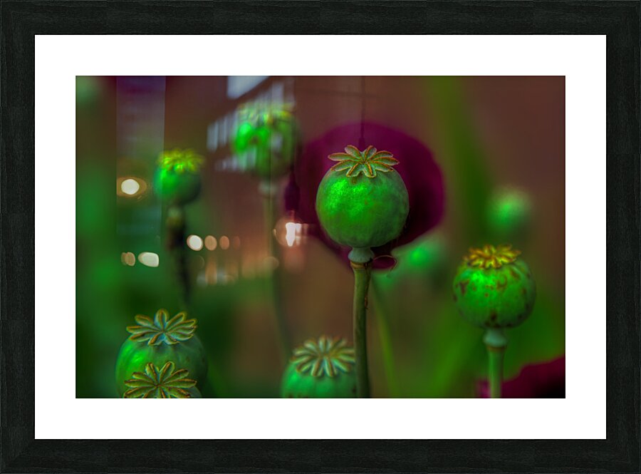 FLO 01796 Picture Frame print