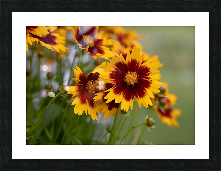 FLO 01801 Picture Frame print