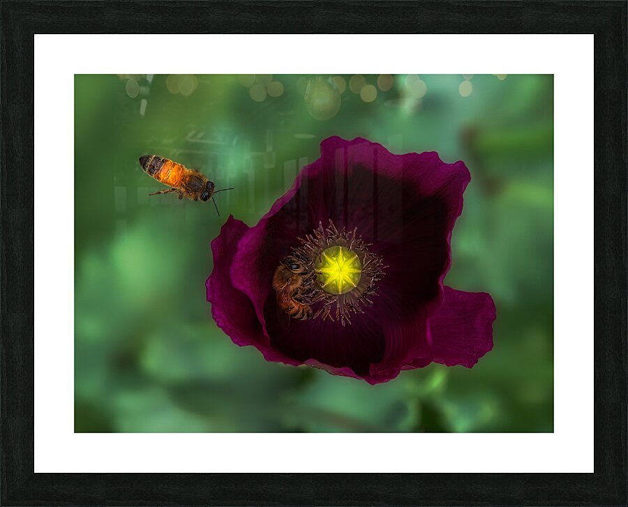 FLO 01797 Picture Frame print