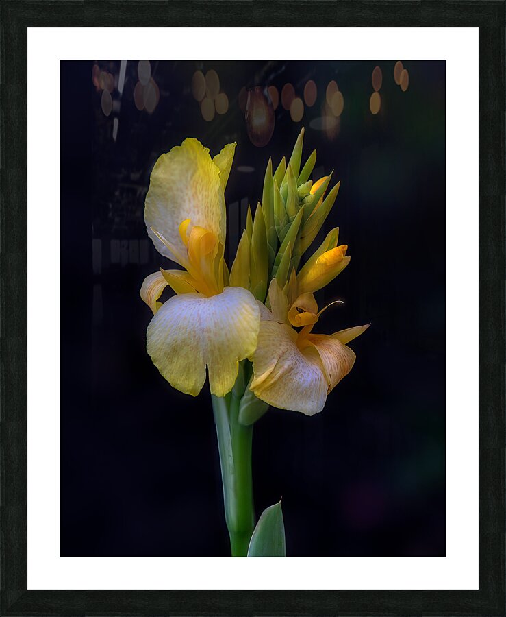 FLO 01803 Picture Frame print