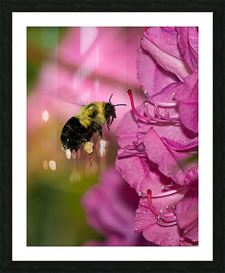 INS 01826 Picture Frame print