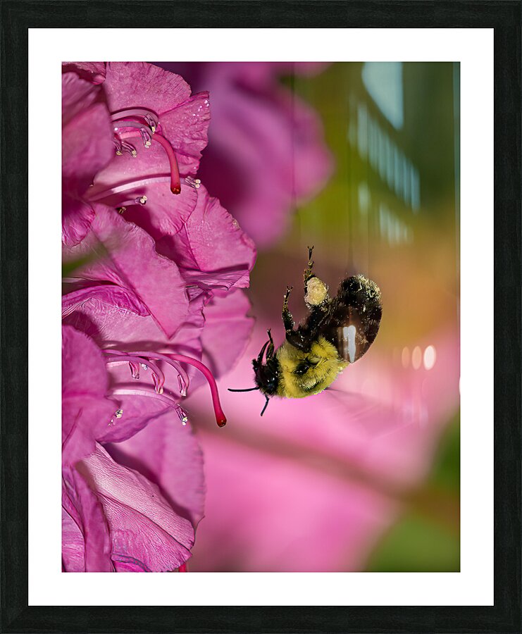 INS 01825 Picture Frame print
