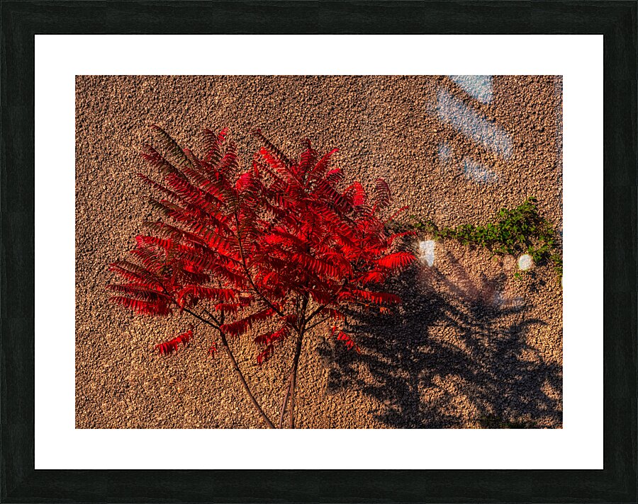 MIS 01920 Picture Frame print