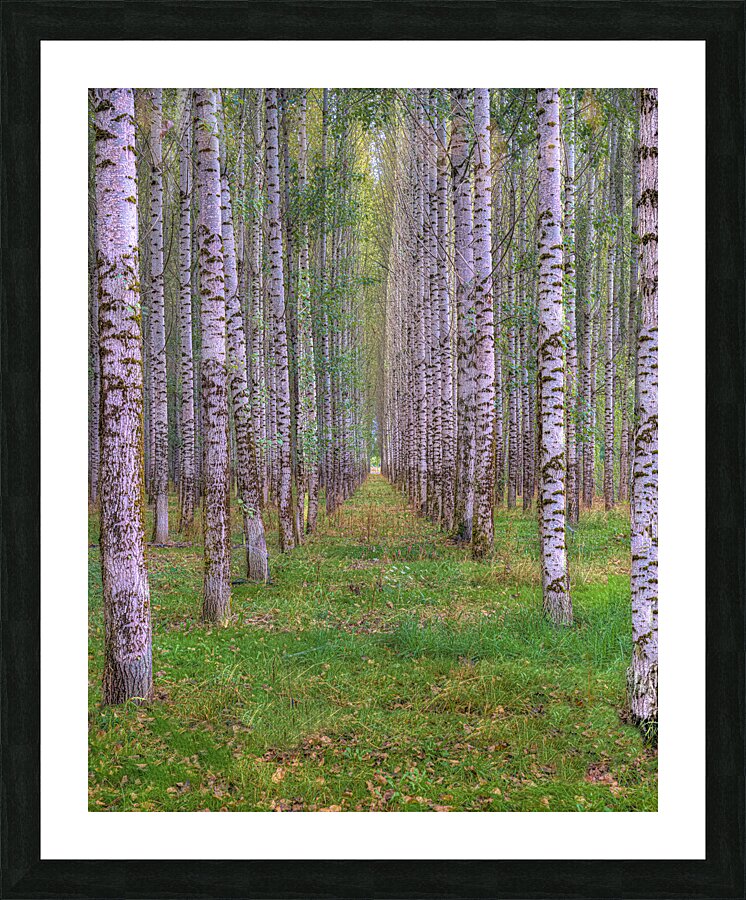 LAN 02061 Picture Frame print