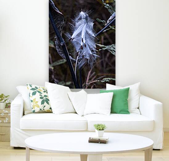 FLO 02312 Reproduction