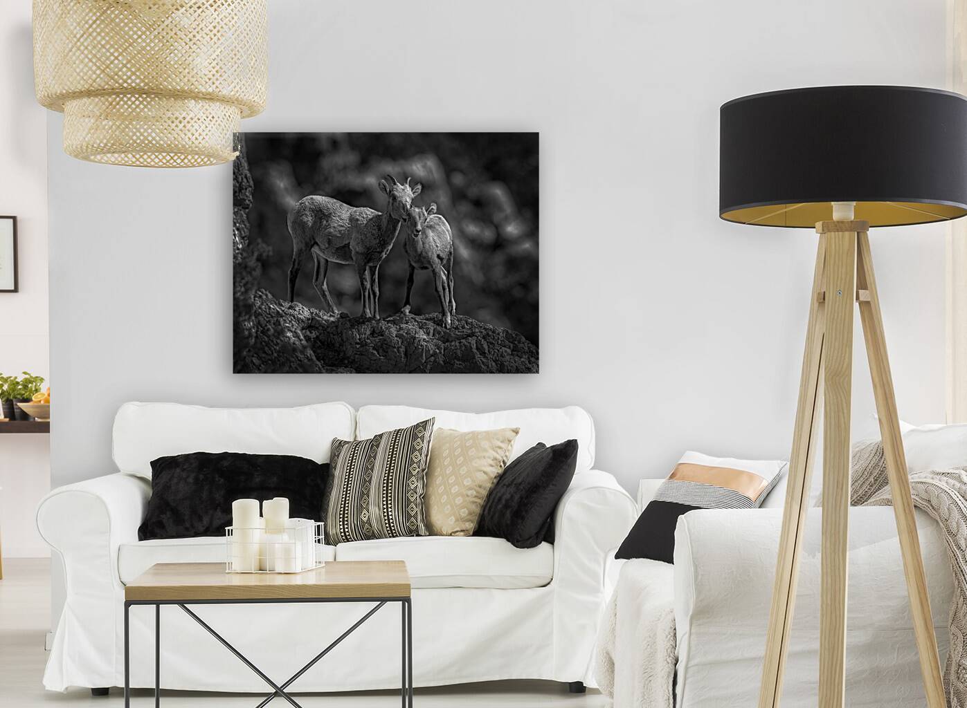 ANI 02475 Reproduction
