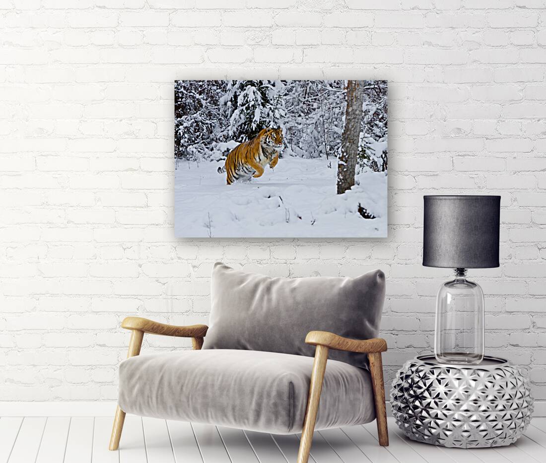*ANI 02573 Reproduction