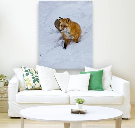 ANI 02572 Reproduction