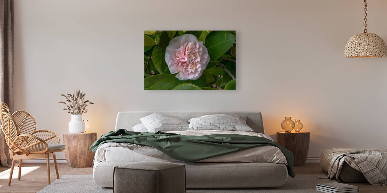 FLO 02558 Reproduction