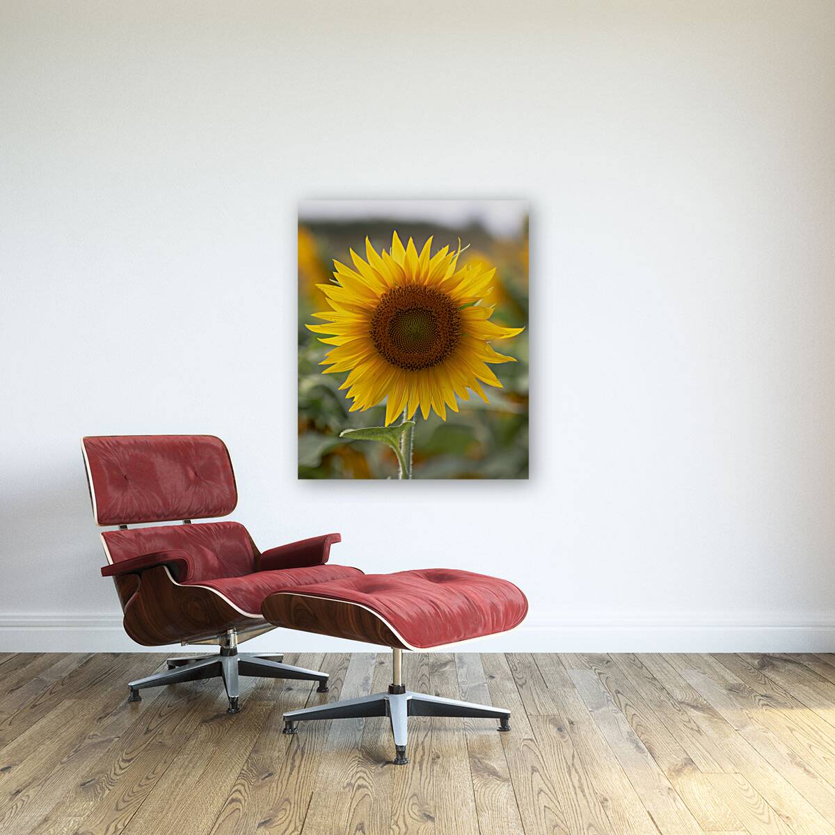 FLO 02580 Reproduction