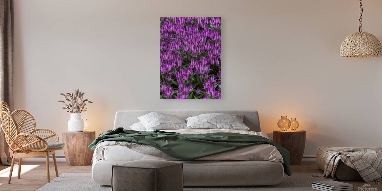 FLO 02649 Reproduction