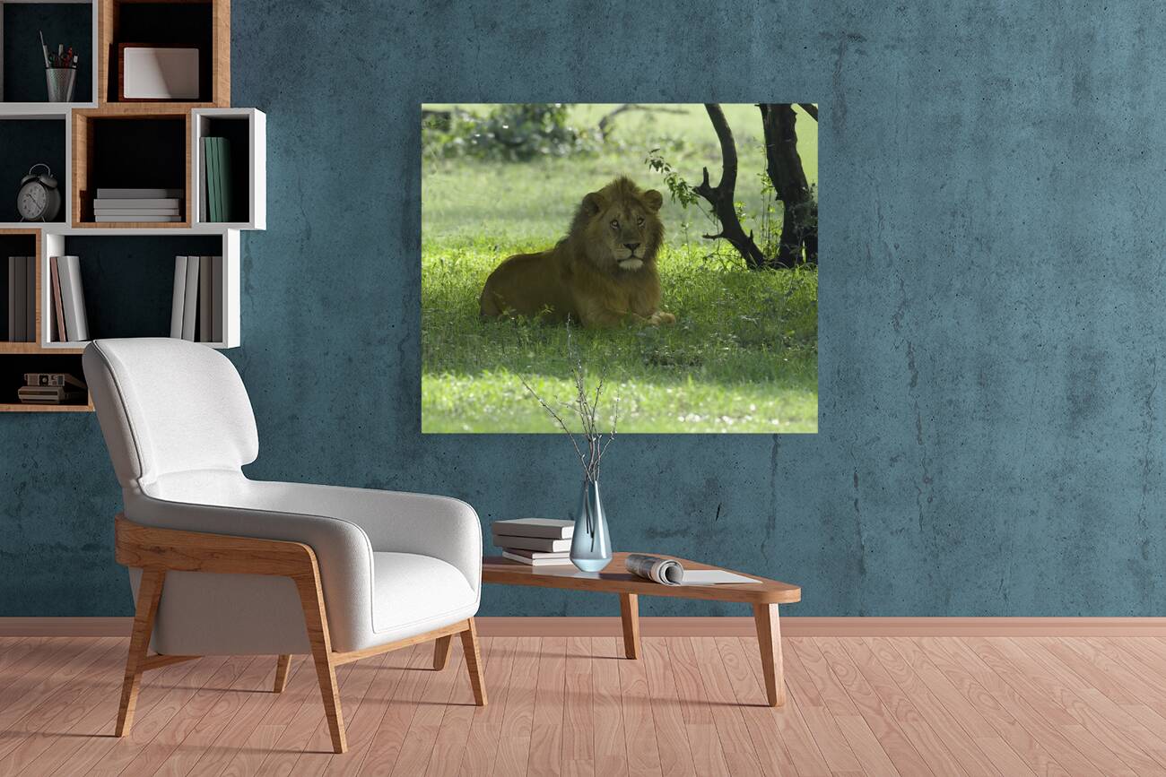 ANI 00167 Reproduction