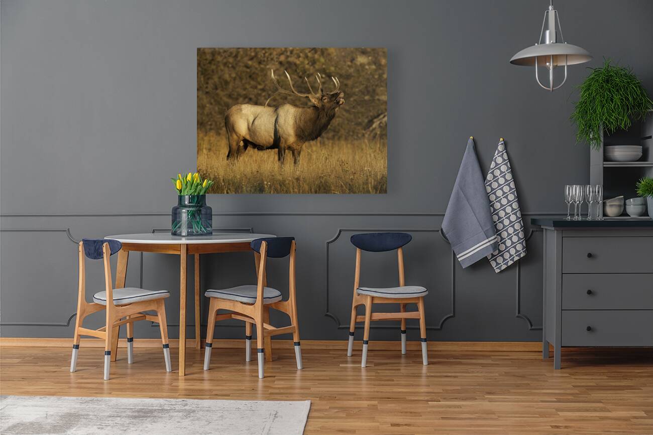 ANI 00172 Reproduction