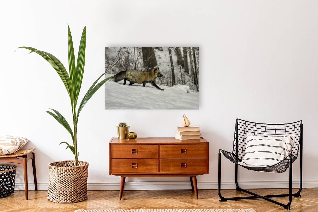 ANI 00152 Reproduction