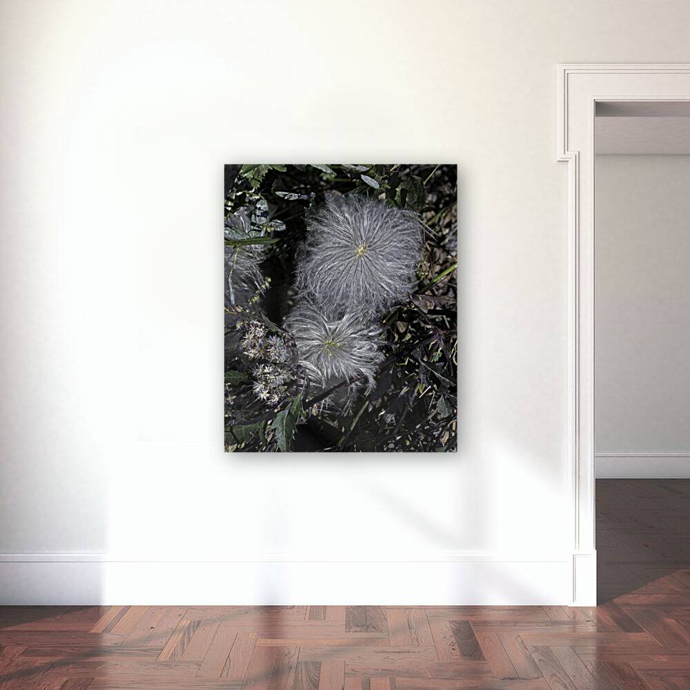 FLO 00459 Reproduction