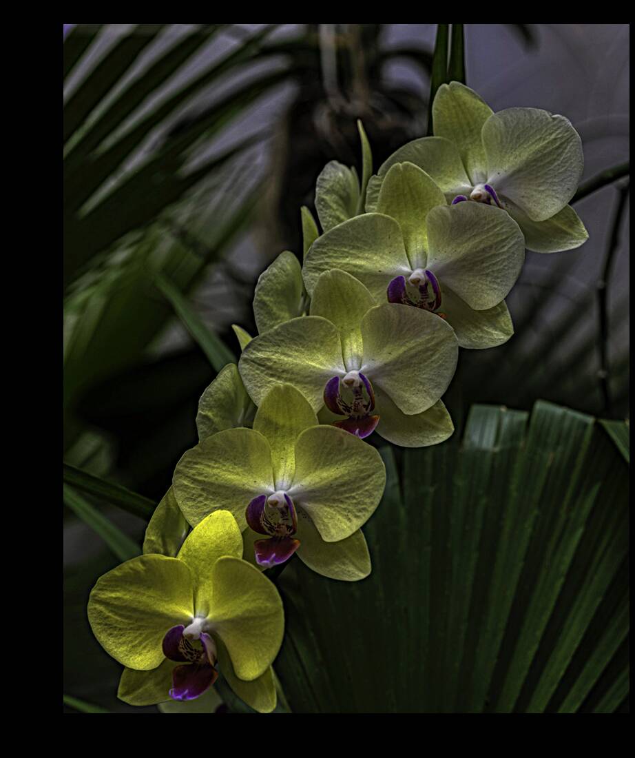 FLO 00450 Reproduction
