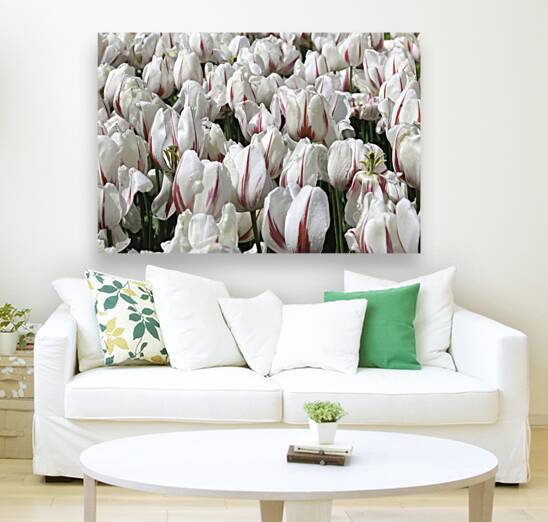 FLO 00438 Reproduction