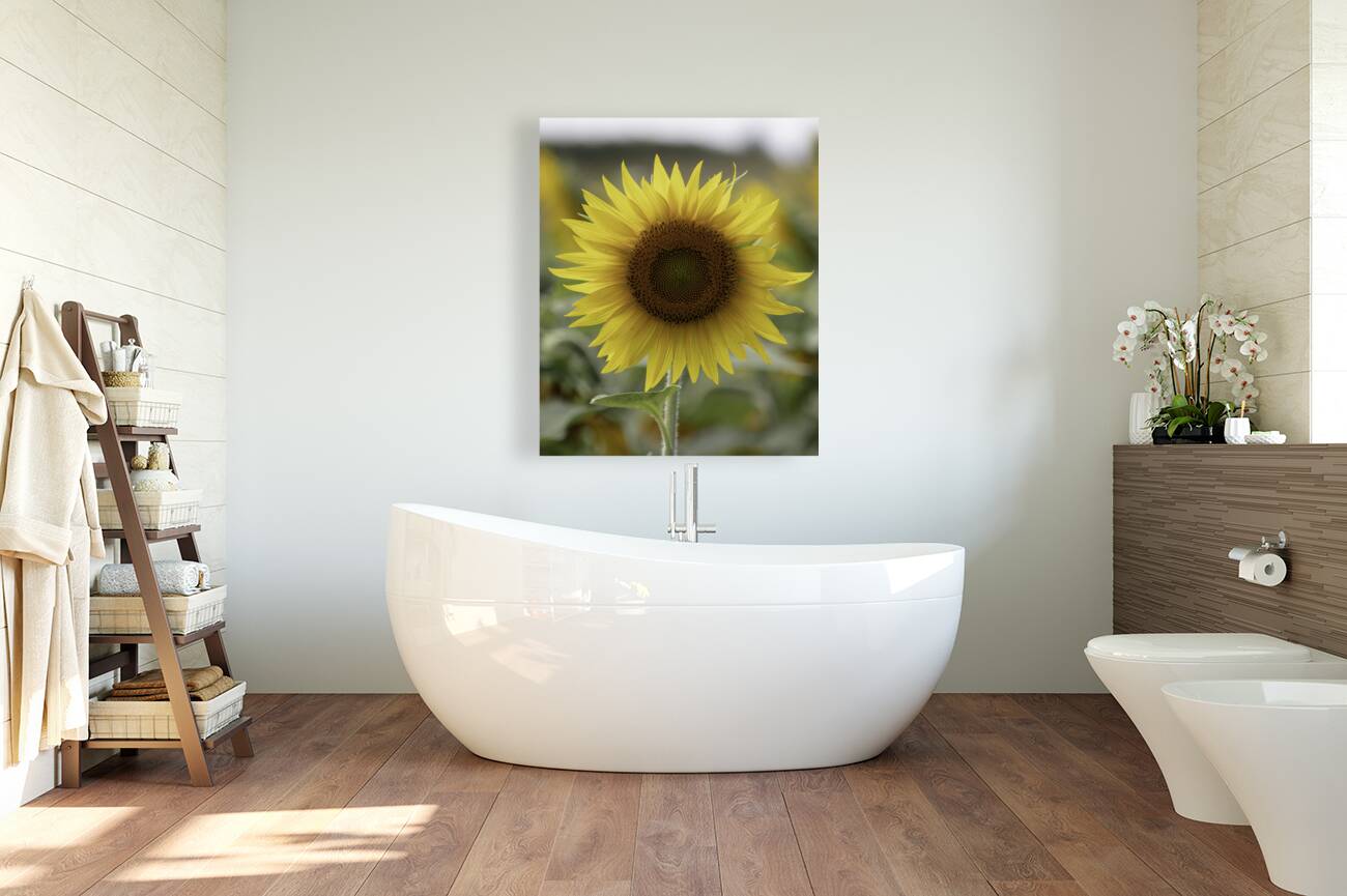 FLO 00488 Reproduction
