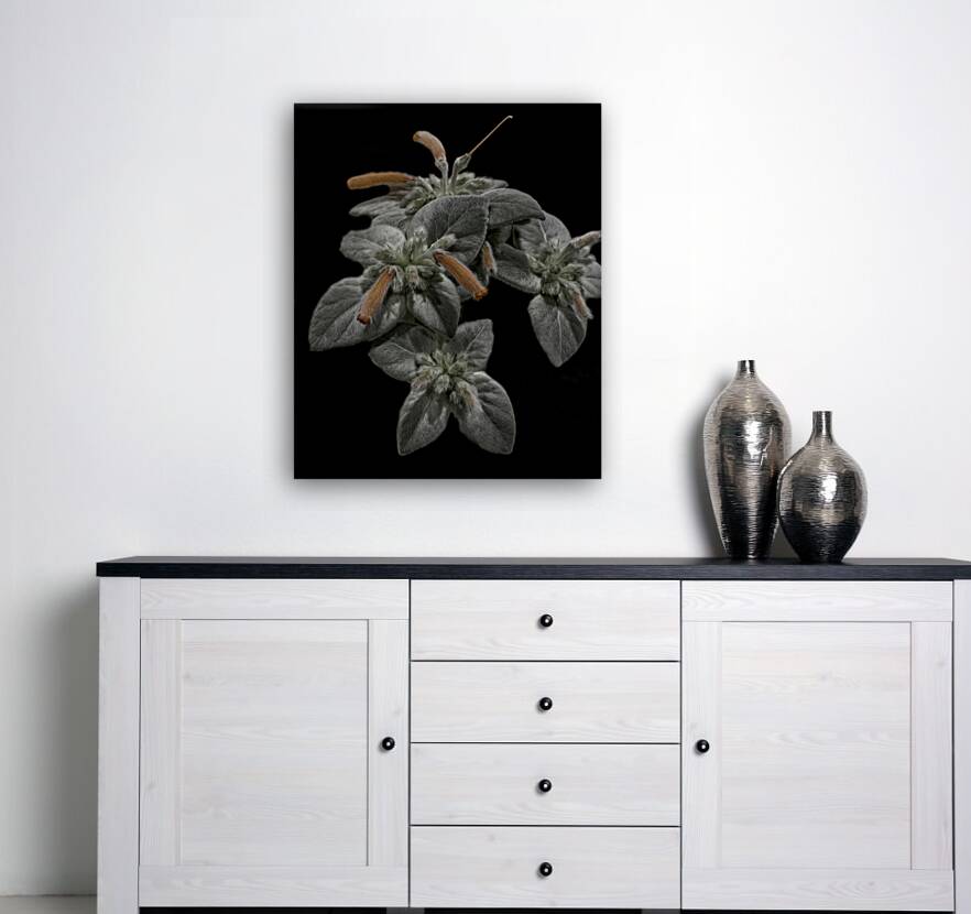 *FLO 00499 Reproduction