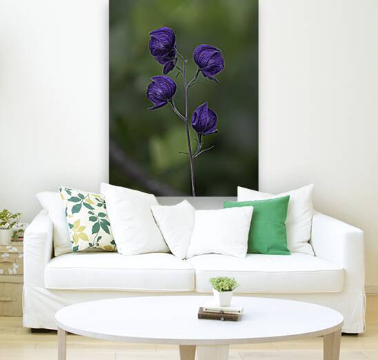 FLO 00477 Reproduction