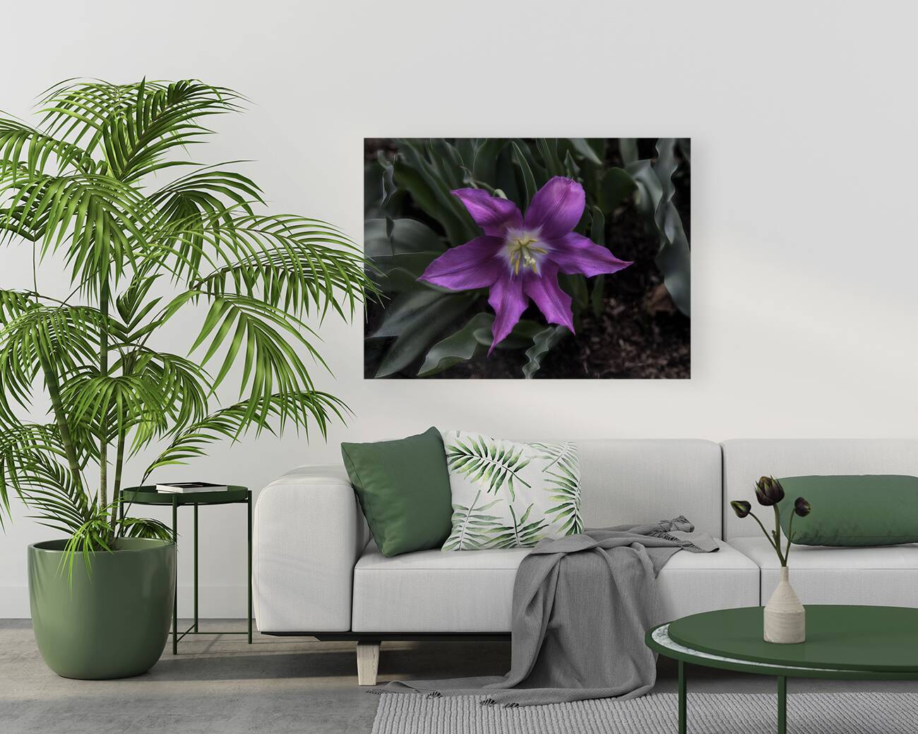 FLO 00523 Reproduction
