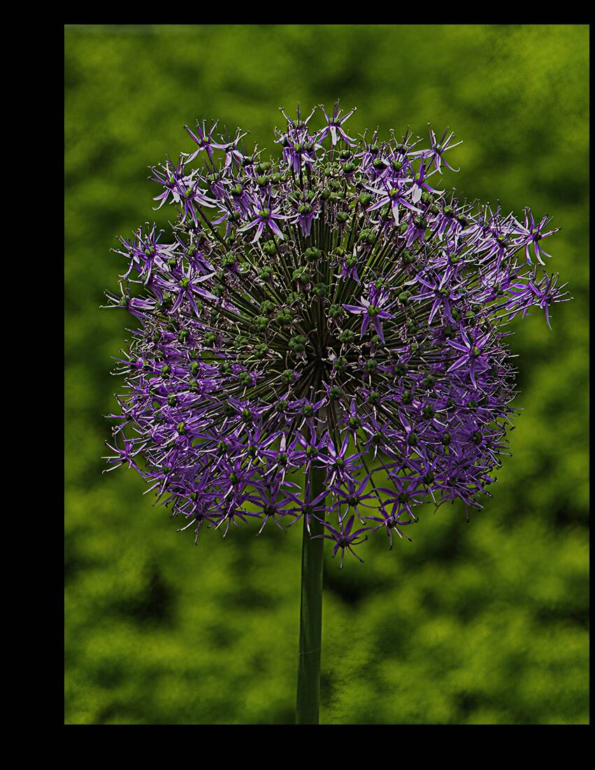 FLO 00556 Reproduction