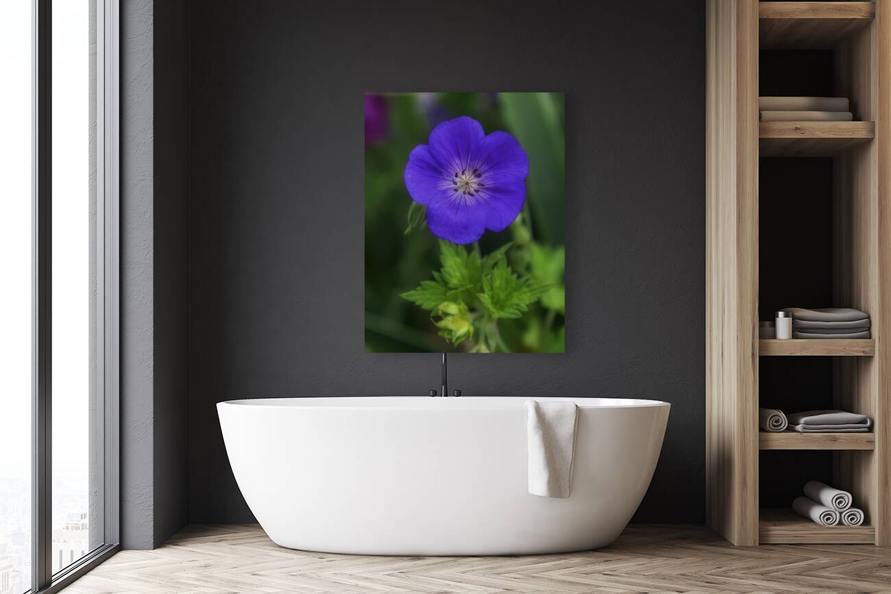 FLO 00586 Reproduction