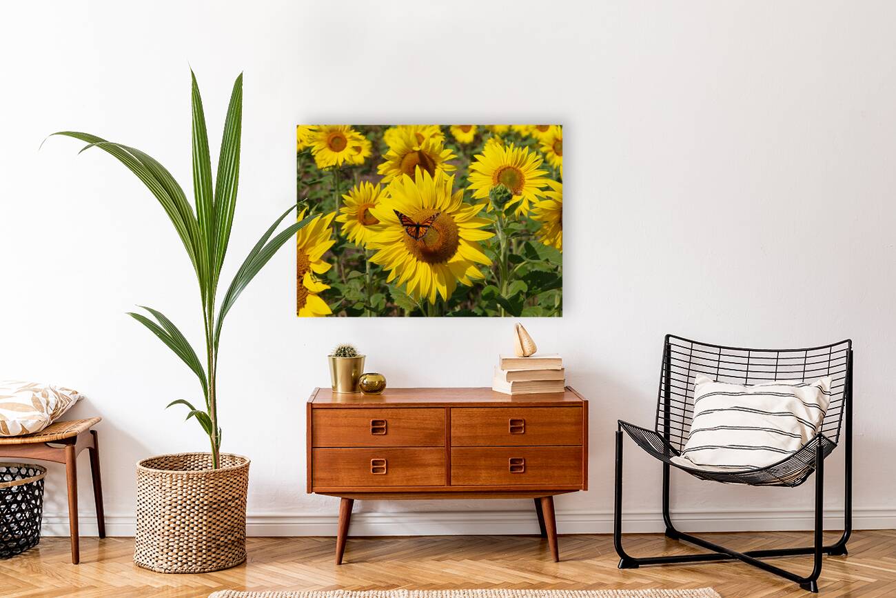 FLO 01763 Reproduction
