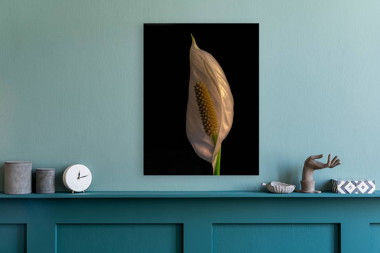 FLO 01768 Reproduction