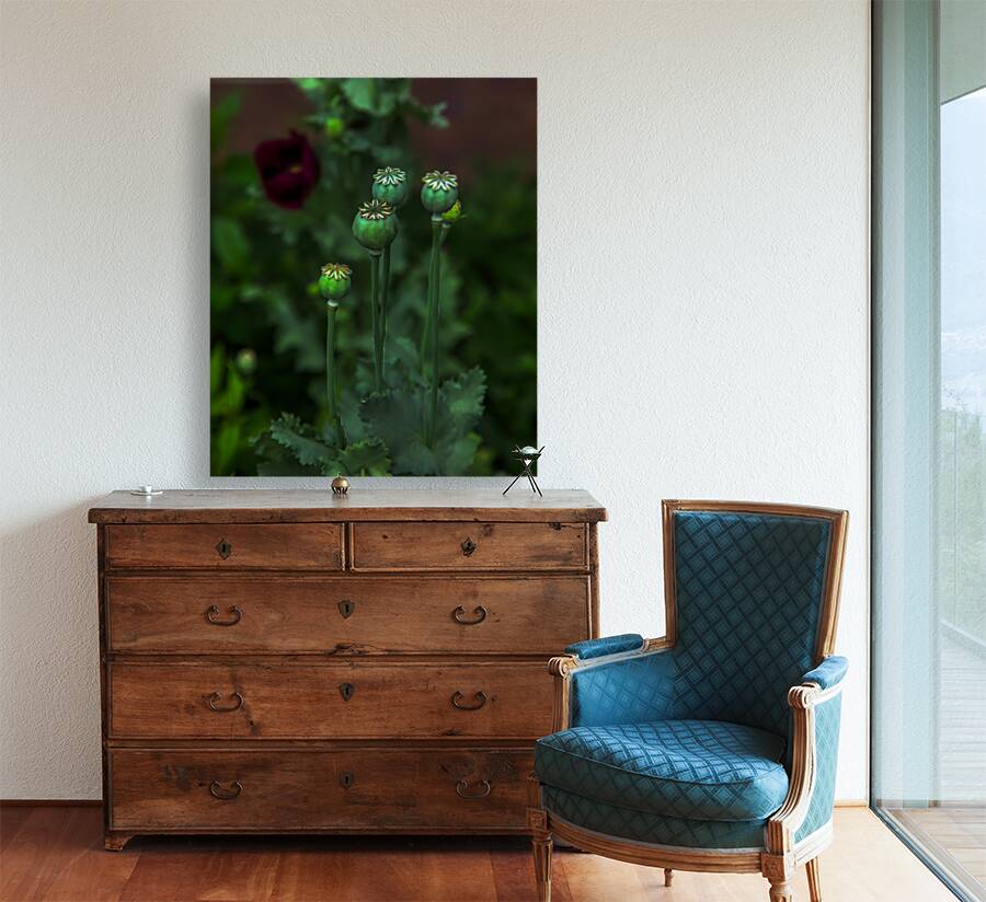 FLO 01795 Reproduction