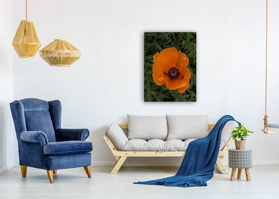 FLO 01808 Reproduction