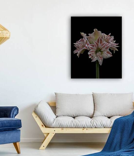 FLO 02276 Reproduction
