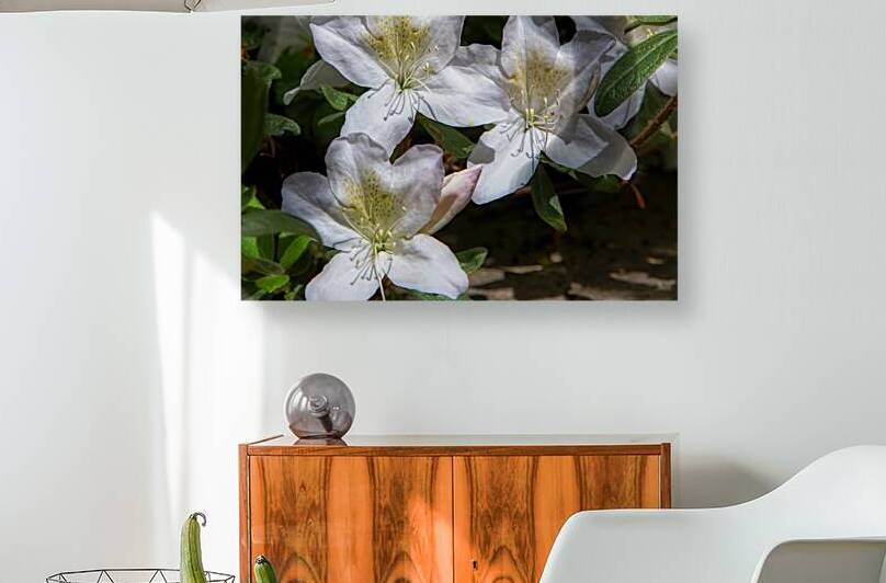 FLO 02213 Reproduction