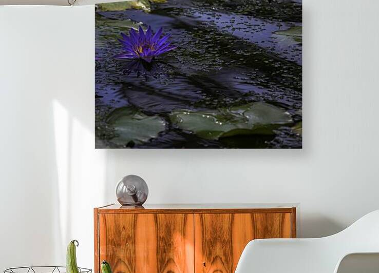 FLO 02598 Reproduction